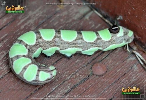 Thumbnail image #2 of the Abbott's Sphinx Moth Caterpillar