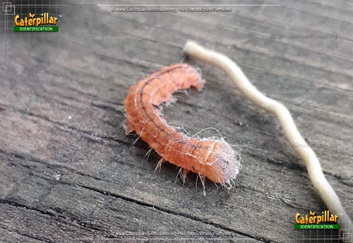 Thumbnail image of the Afflicted Dagger Moth Caterpillar