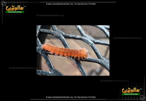 Thumbnail image #2 of the Afflicted Dagger Moth Caterpillar