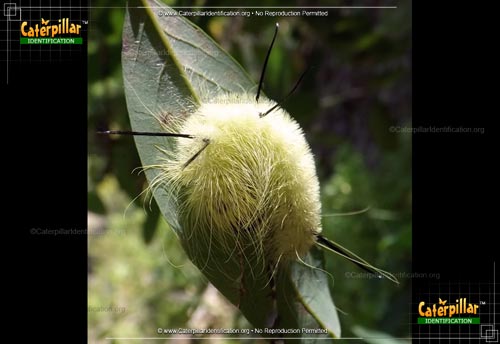 Thumbnail image #3 of the American Dagger Moth Caterpillar