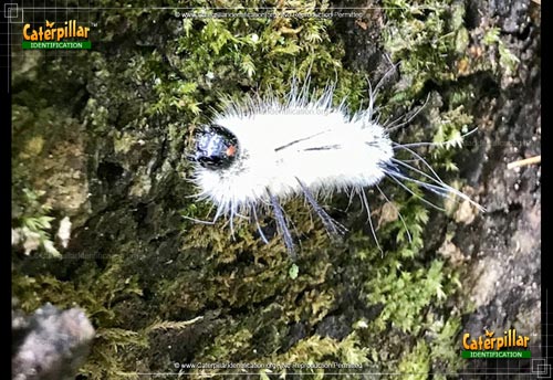 Thumbnail image #4 of the American Dagger Moth Caterpillar