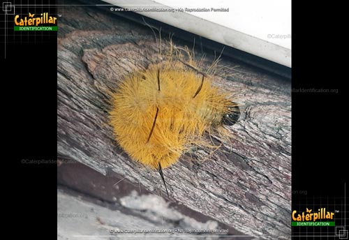 Thumbnail image #5 of the American Dagger Moth Caterpillar