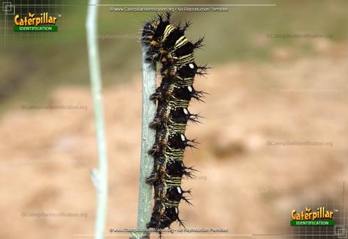 Thumbnail image of the American Lady Caterpillar