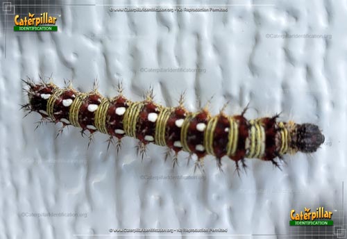 Thumbnail image #2 of the American Lady Caterpillar