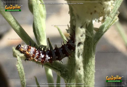 Thumbnail image #3 of the American Lady Caterpillar