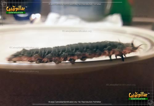 Thumbnail image #2 of the American Lappet Moth Caterpillar