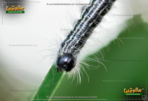 Thumbnail image #2 of the Angus' Datana Moth Caterpillar