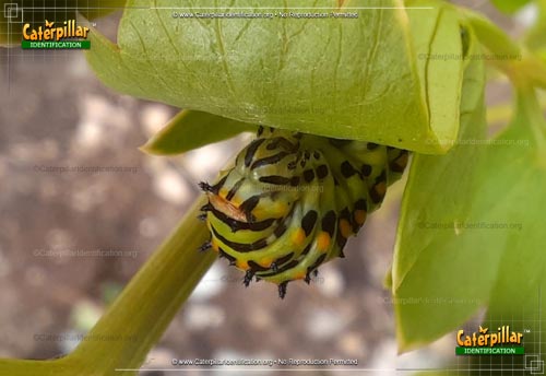 Thumbnail image #3 of the Anise Swallowtail Butterfly Caterpillar