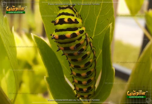 Thumbnail image #5 of the Anise Swallowtail Butterfly Caterpillar