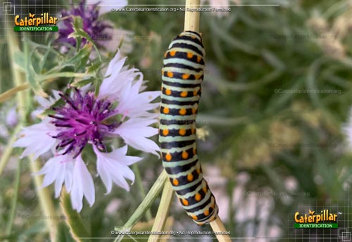 Thumbnail image #6 of the Anise Swallowtail Butterfly Caterpillar