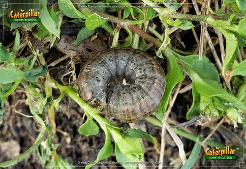 Thumbnail image #4 of the Army Cutworm