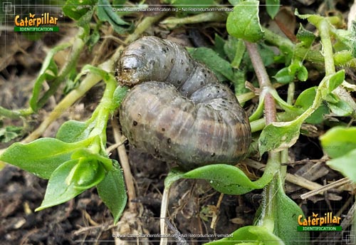 Thumbnail image #3 of the Army Cutworm
