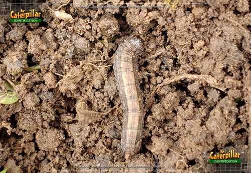 Thumbnail image #2 of the Army Cutworm