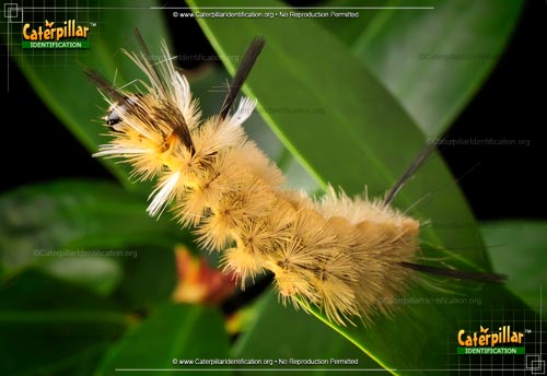 Thumbnail image of the Banded Tussock Moth Caterpillar