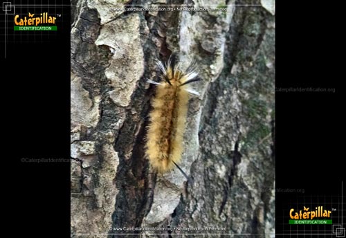 Thumbnail image #4 of the Banded Tussock Moth Caterpillar