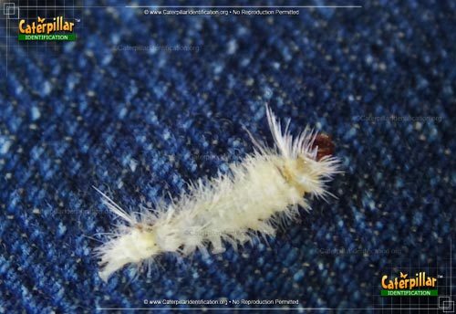 Thumbnail image #5 of the Banded Tussock Moth Caterpillar