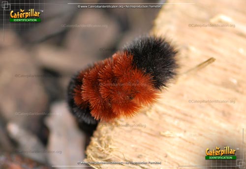 Thumbnail image #5 of the Banded Woollybear Caterpillar