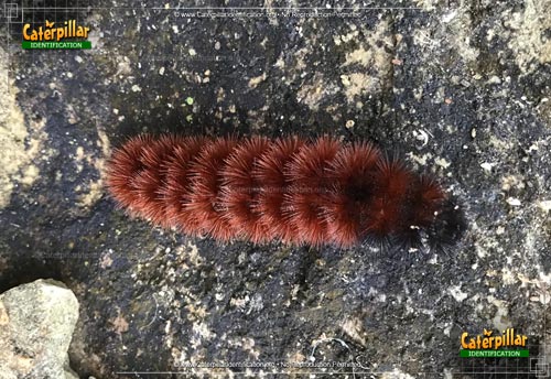 Thumbnail image #6 of the Banded Woollybear Caterpillar
