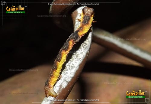 Thumbnail image of the Bent-line Gray Moth Caterpillar