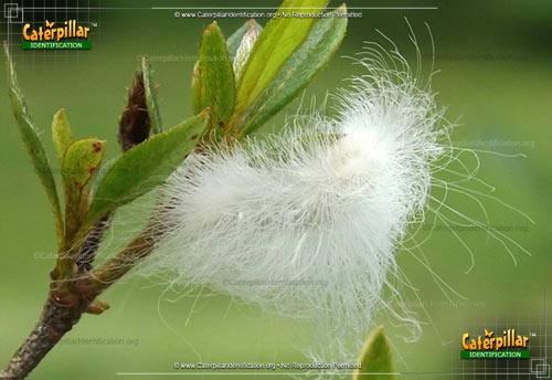 Thumbnail image of the Black-waved Flannel Moth Caterpillar