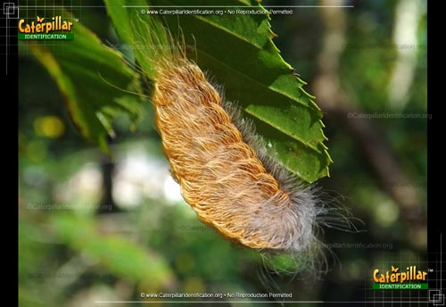 Thumbnail image #2 of the Black-waved Flannel Moth Caterpillar
