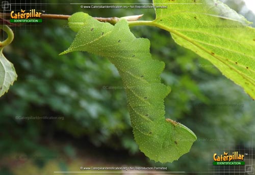 Thumbnail image of the Blinded Sphinx Moth Caterpillar