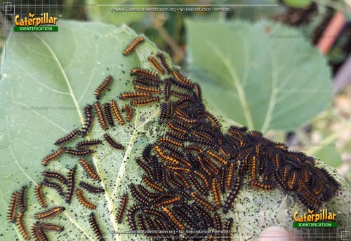 Thumbnail image of the Bordered Patch Butterfly Caterpillar