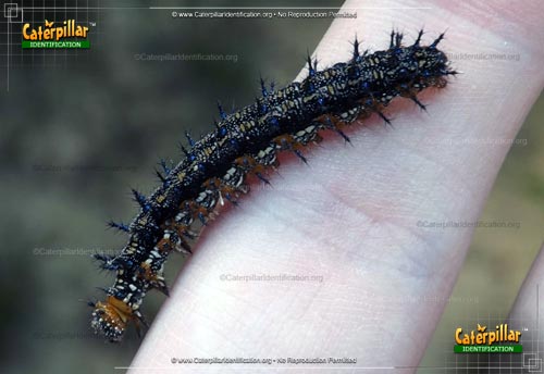 Thumbnail image of the Common Buckeye Butterfly Caterpillar