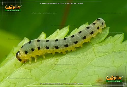 Thumbnail image of the Common Sawfly Larva