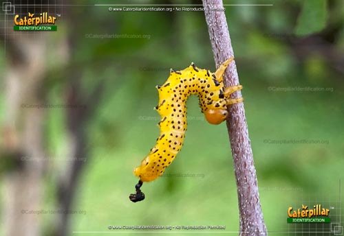 Thumbnail image #2 of the Common Sawfly Larva