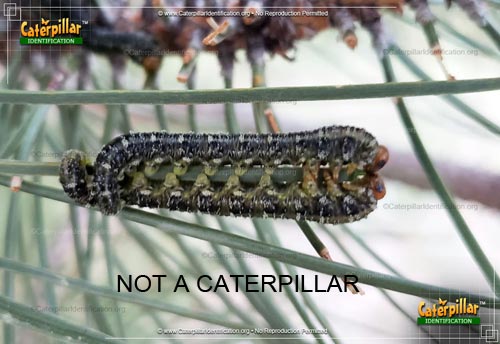Thumbnail image of the Conifer Sawfly