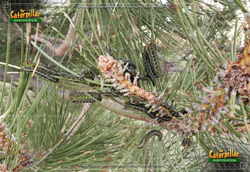 Thumbnail image #2 of the Conifer Sawfly