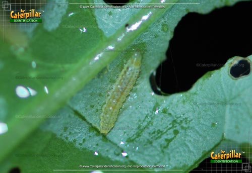 Thumbnail image #3 of the Cross-striped Cabbage Worm