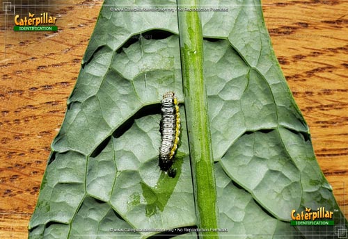 Thumbnail image #5 of the Cross-striped Cabbage Worm