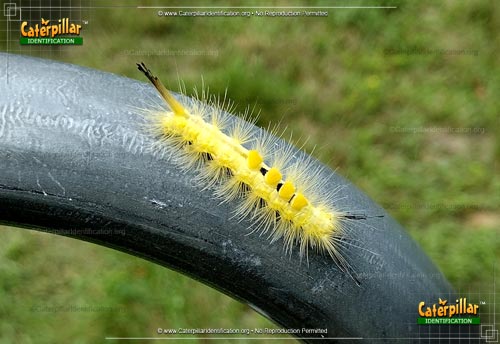 Thumbnail image of the Definite Tussock Moth Caterpillar
