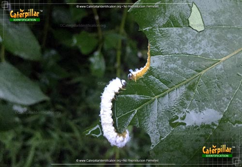 Thumbnail image of the Dogwood Sawfly Larva