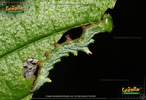 Thumbnail image of the Double-toothed Prominent Moth Caterpillar