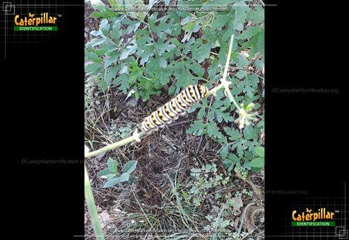 Thumbnail image of the Eastern Black Swallowtail Butterfly Caterpillar