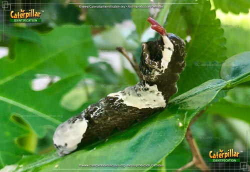 Thumbnail image #2 of the Eastern Giant Swallowtail Butterfly Caterpillar