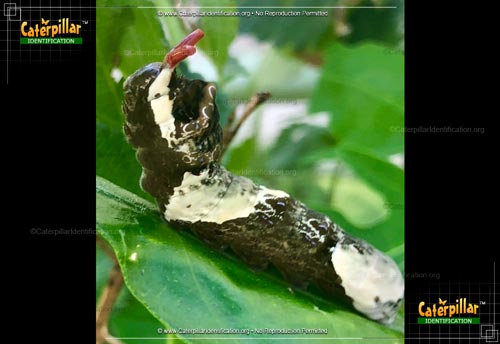 Thumbnail image #3 of the Eastern Giant Swallowtail Butterfly Caterpillar