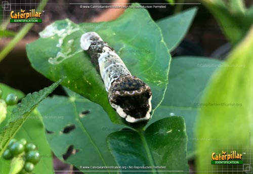 Thumbnail image #4 of the Eastern Giant Swallowtail Butterfly Caterpillar