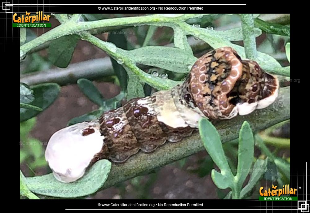 Thumbnail image #6 of the Eastern Giant Swallowtail Butterfly Caterpillar