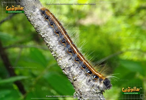 Thumbnail image of the Eastern Tent Caterpillar