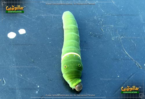 Thumbnail image #3 of the Eastern Tiger Swallowtail Caterpillar