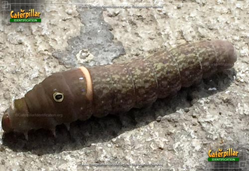 Thumbnail image #2 of the Eastern Tiger Swallowtail Caterpillar