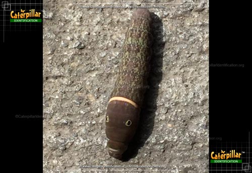 Thumbnail image #4 of the Eastern Tiger Swallowtail Caterpillar