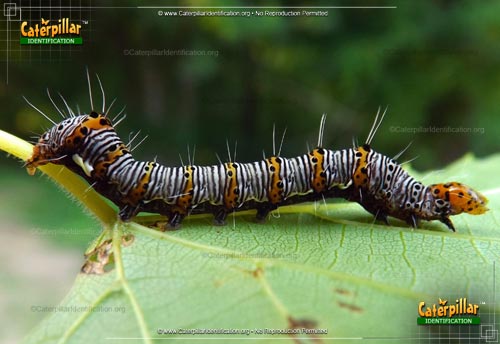 Thumbnail image of the Eight-spotted Forester Moth Caterpillar
