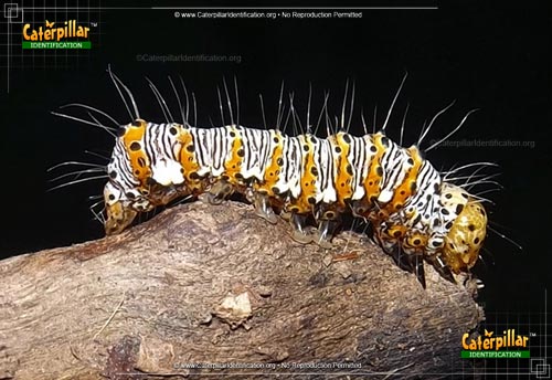 Thumbnail image #2 of the Eight-spotted Forester Moth Caterpillar
