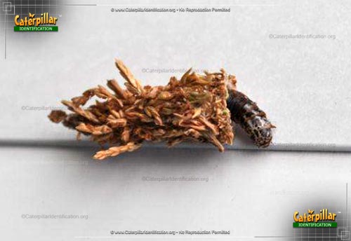 Thumbnail image #4 of the Evergreen Bagworm