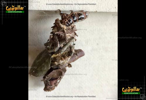 Thumbnail image of the Evergreen Bagworm